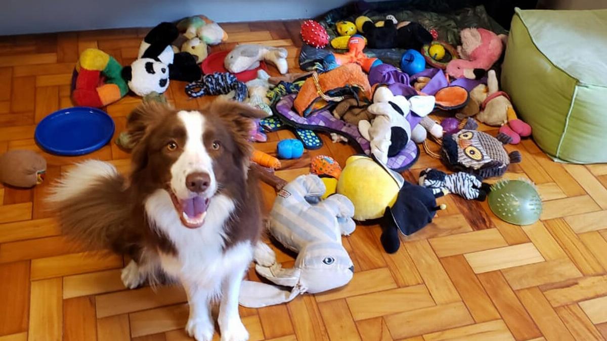 Study Finds Talented Dogs Can Remember Toy Names for Two Years