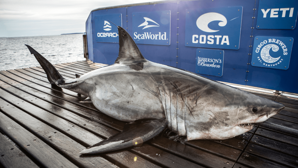 The Hunt for Great White Sharks Begins off the Irish Coast