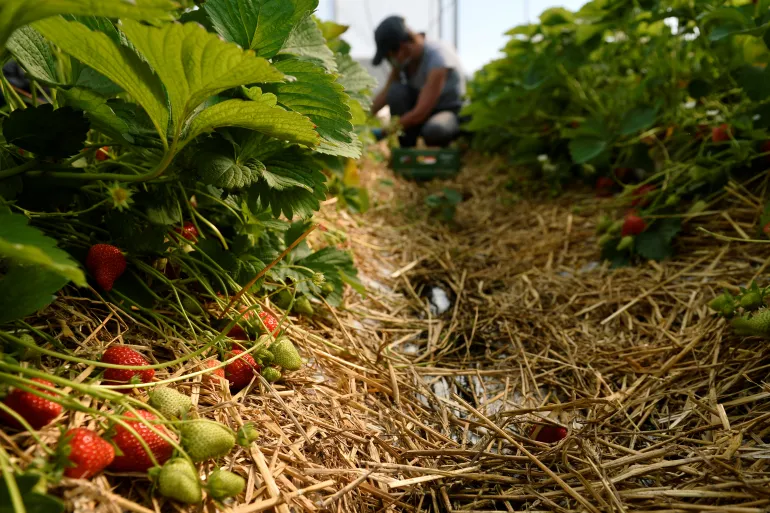 Indonesian Fruit Pickers in UK Burdened by Debt after Being Dismissed for Unrealistic Targets