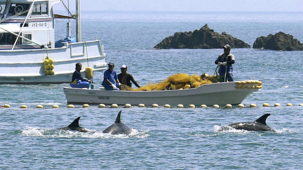 Japan's Controversial Dolphin Hunting Season Begins Amid Global Criticism