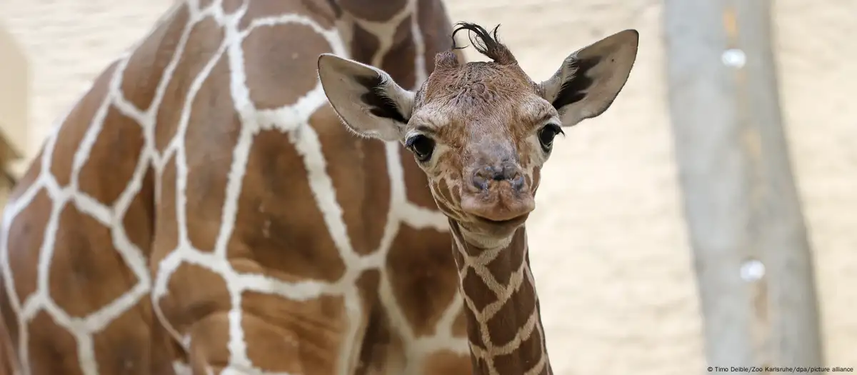 A New Baby Giraffe is Born at Karlsruhe Zoo