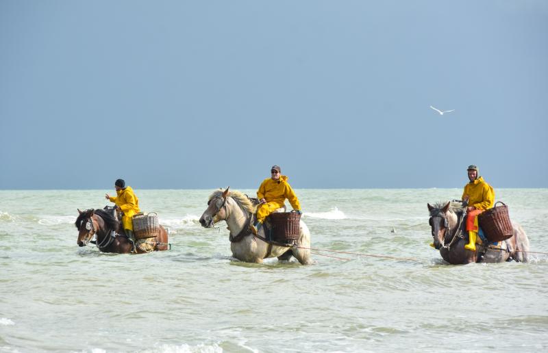 Horseback shrimp fishing