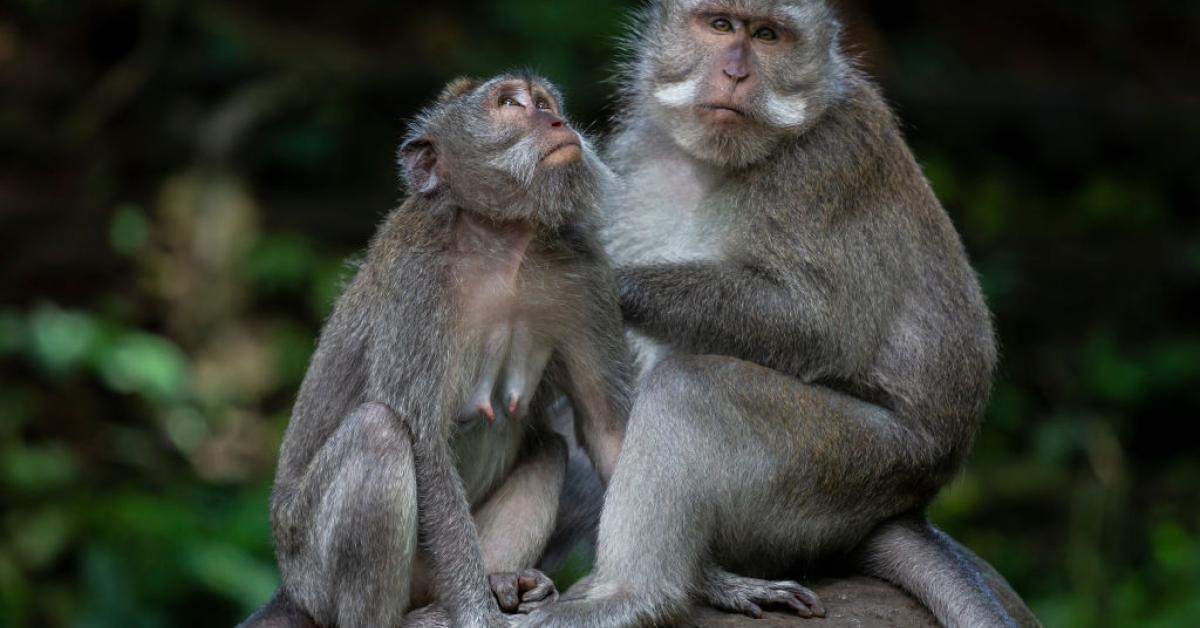 Feds' Investigation on Long-Tailed Macaques Raises Concerns Over U.S. Research and China's Medical Edge