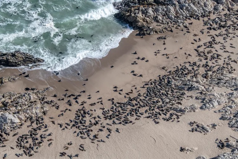 The fight to protect South Africa’s west coast from destructive mining