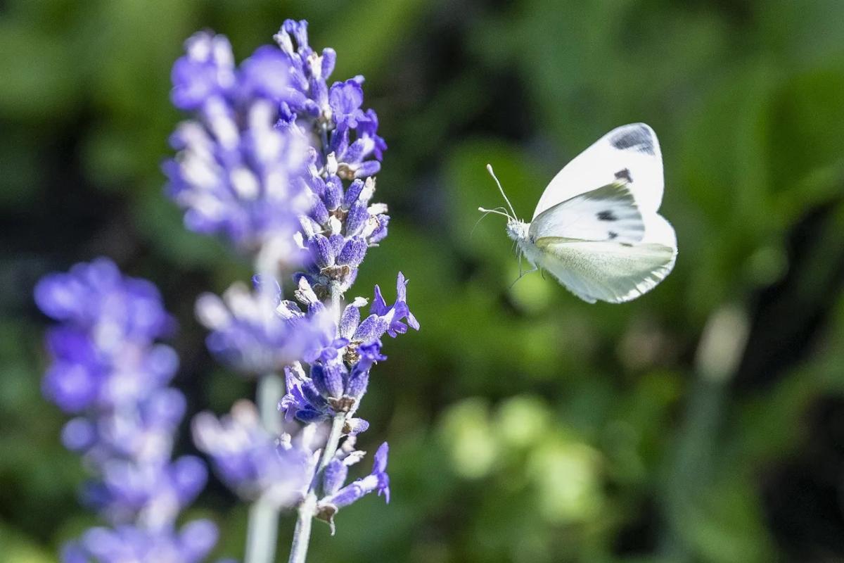 Swiss voters reject biodiversity and pension reforms in national referendum