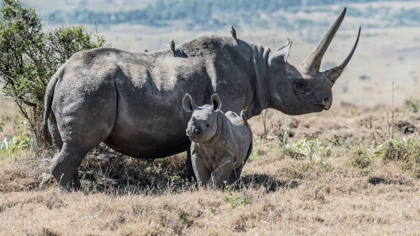 Rhino population increases in 2023 despite ongoing poaching threats