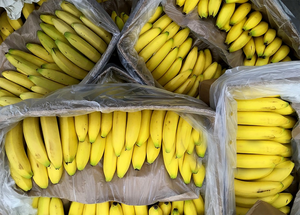 German supermarket discovers €7 million worth of cocaine hidden in banana crates